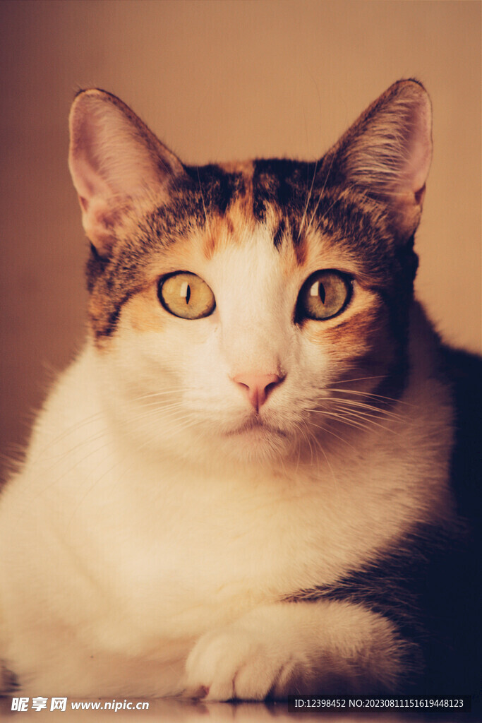 小猫