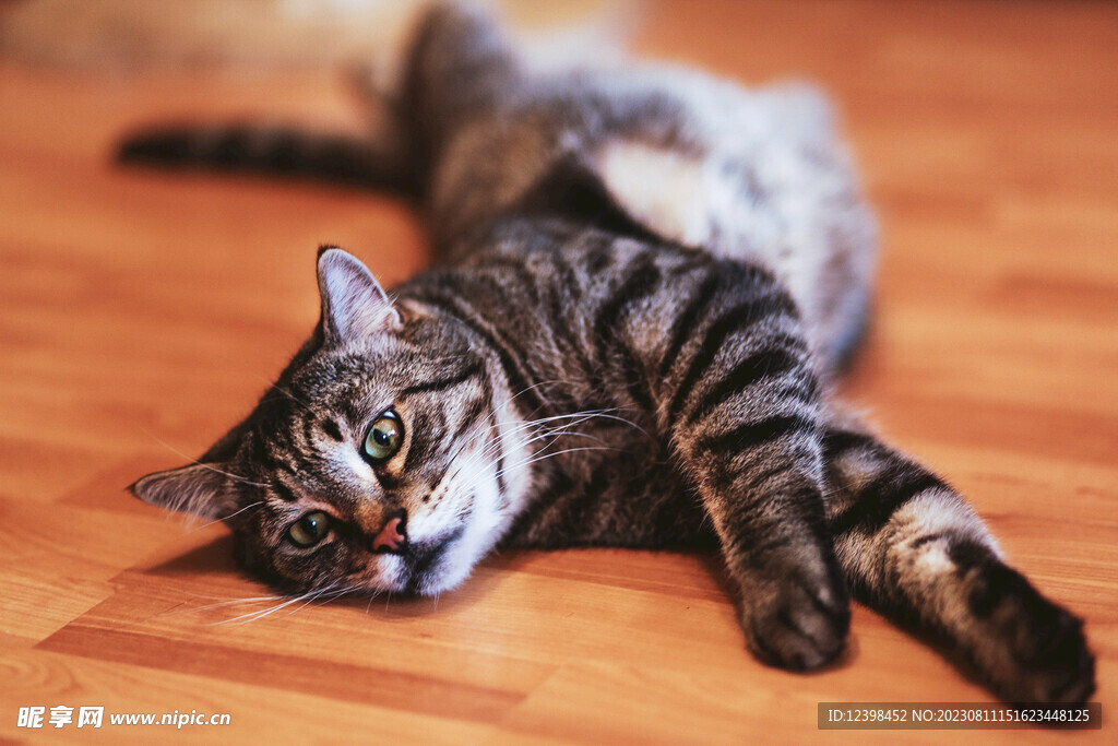 小猫