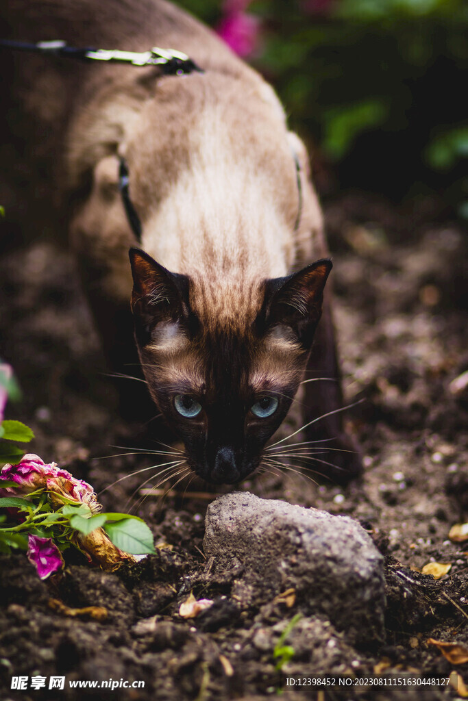 猫咪