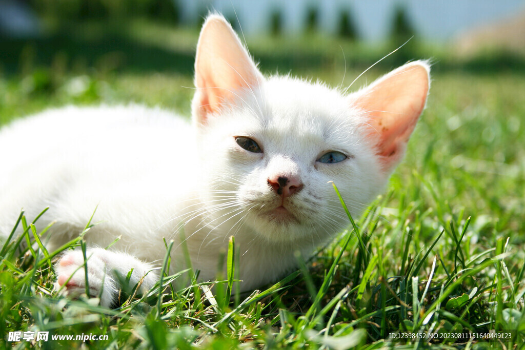 猫咪
