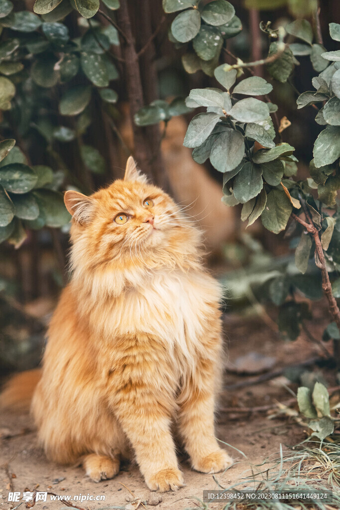 猫咪