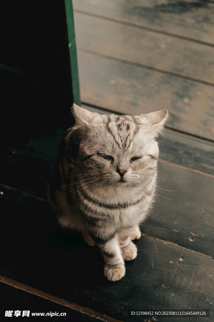 猫咪