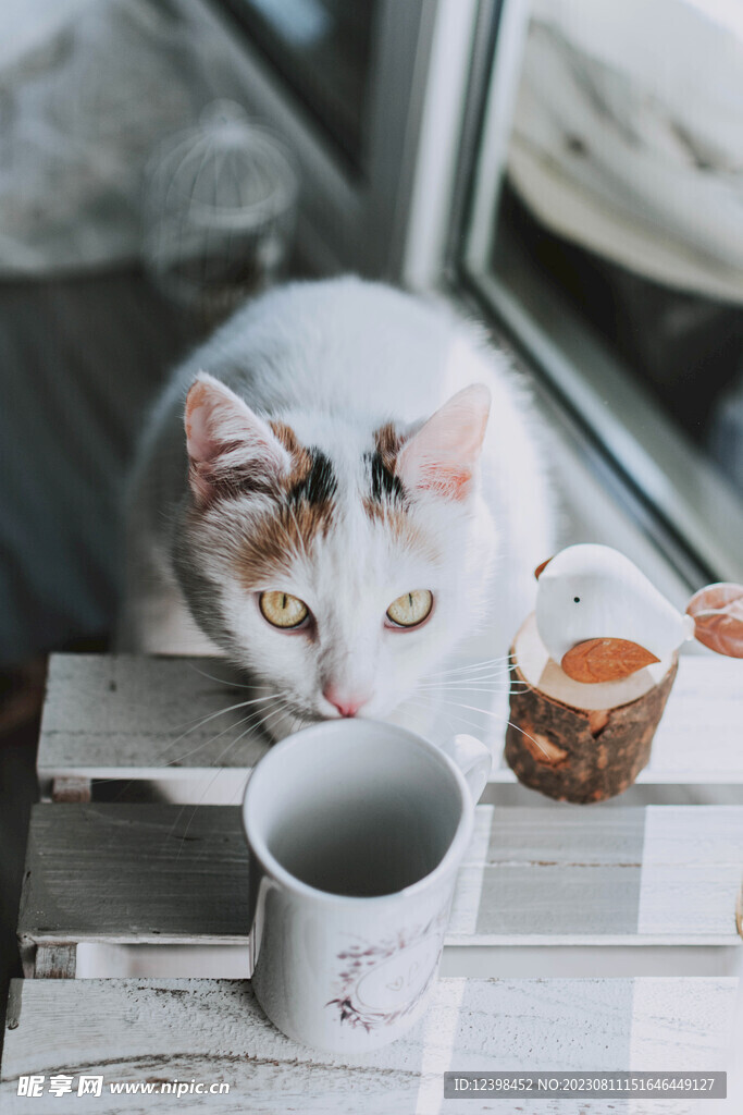 猫咪