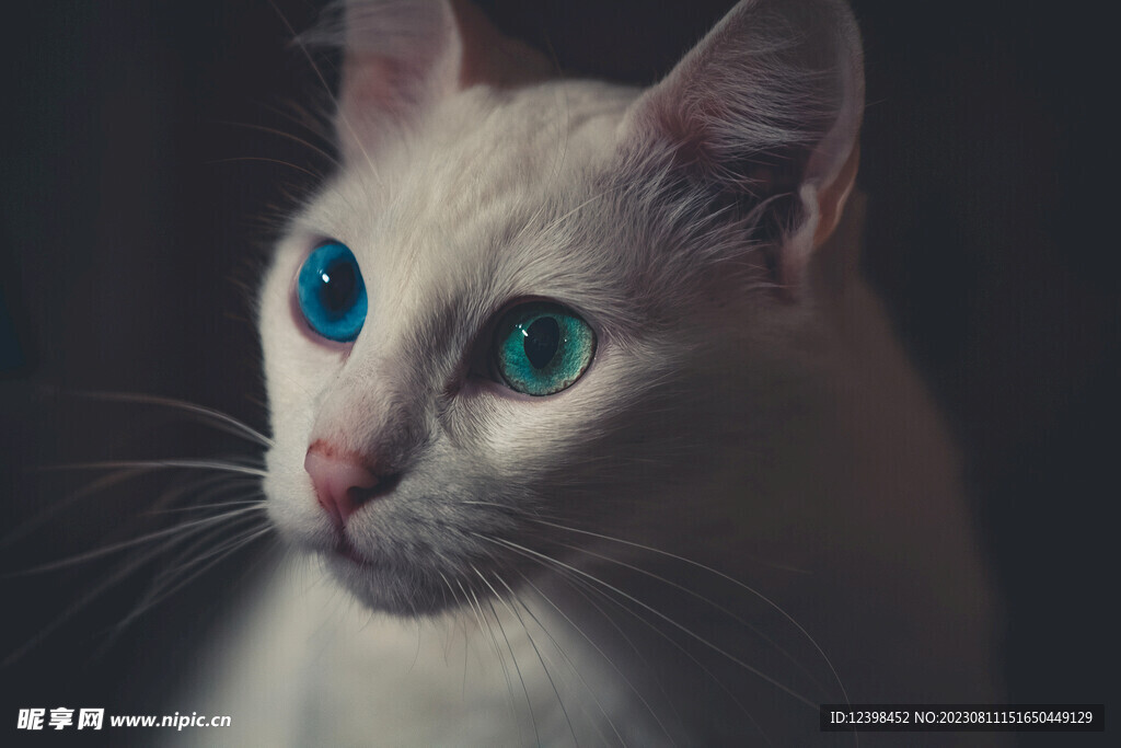猫咪