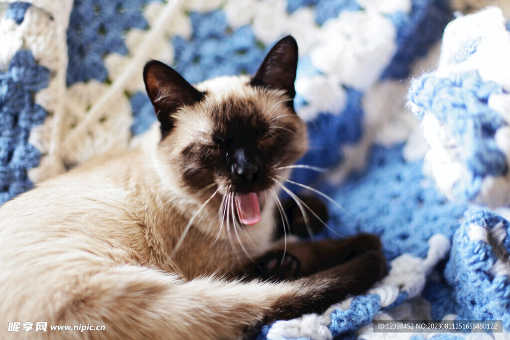 猫咪
