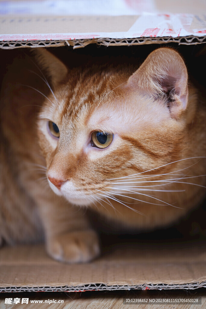 猫咪