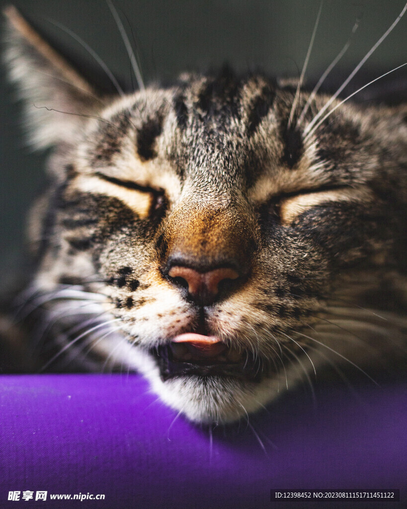 小猫