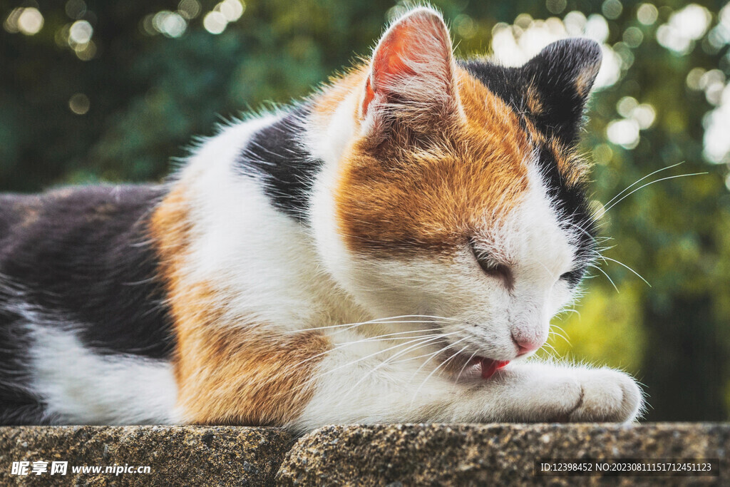 小猫