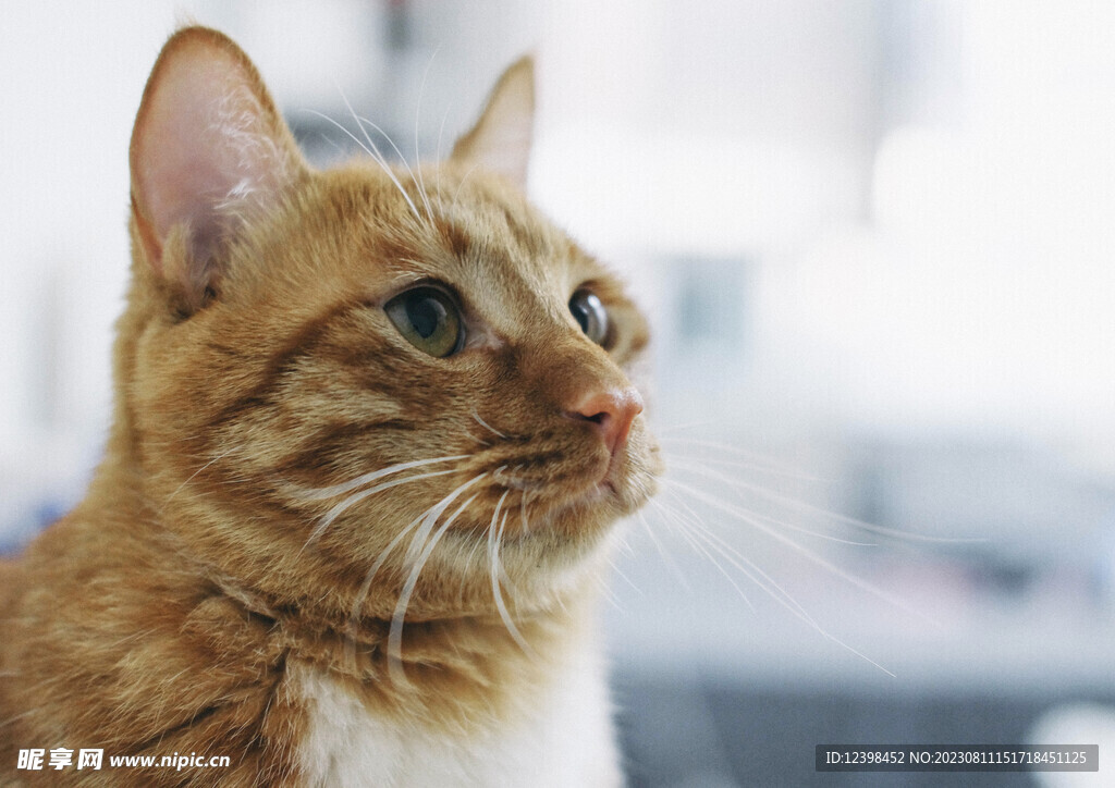 小猫