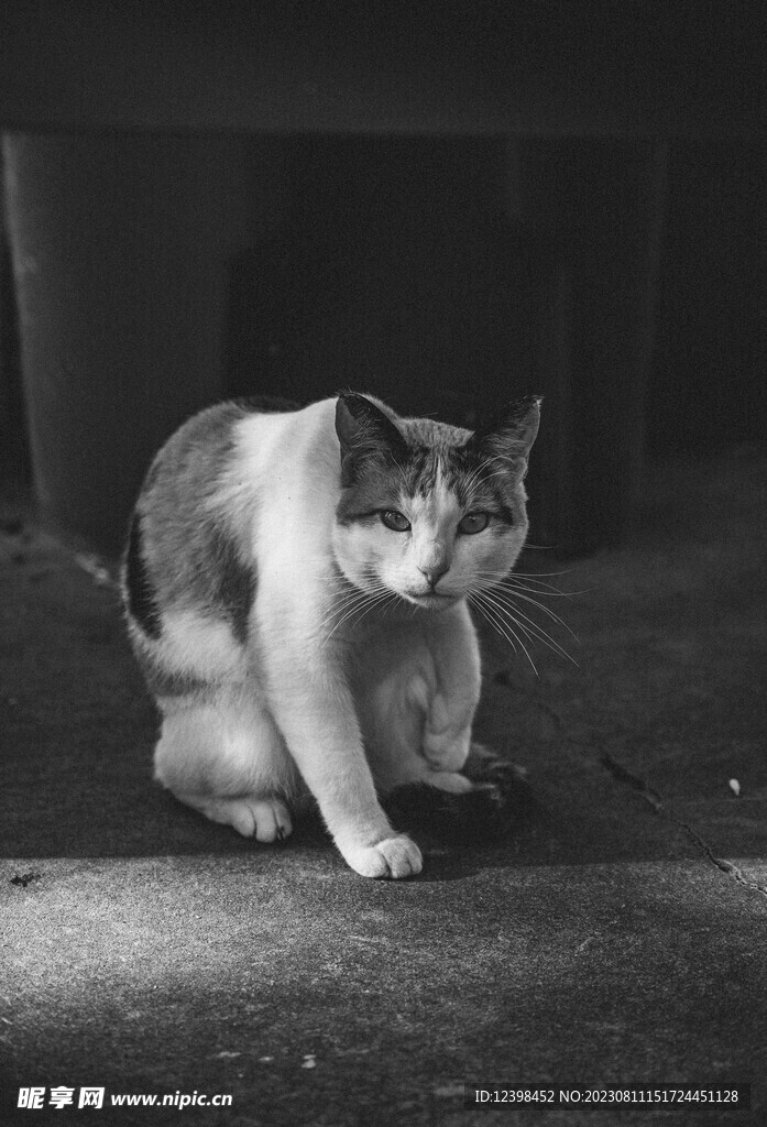 猫咪