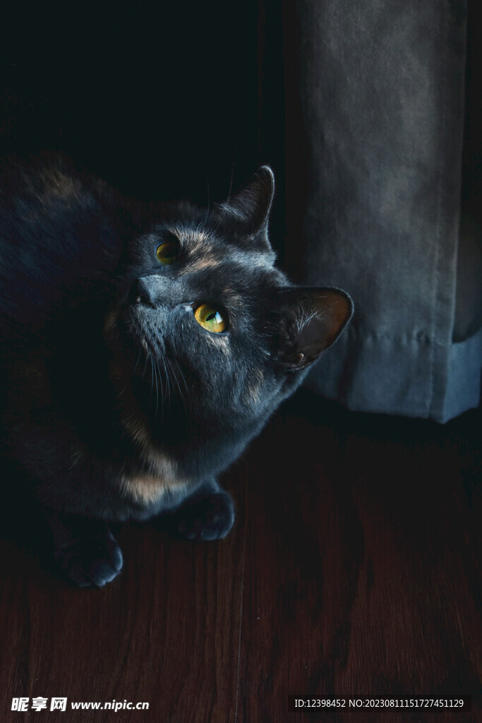 猫咪