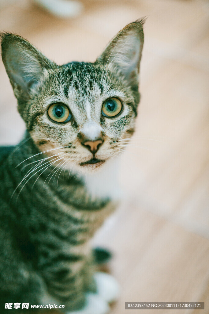猫咪