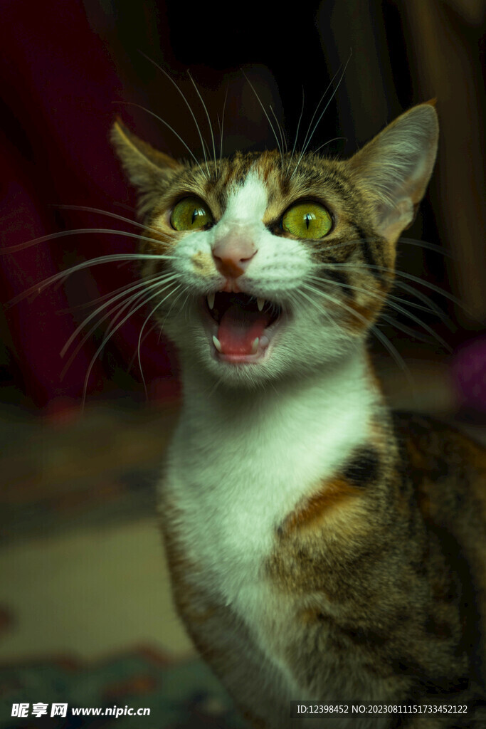 猫咪