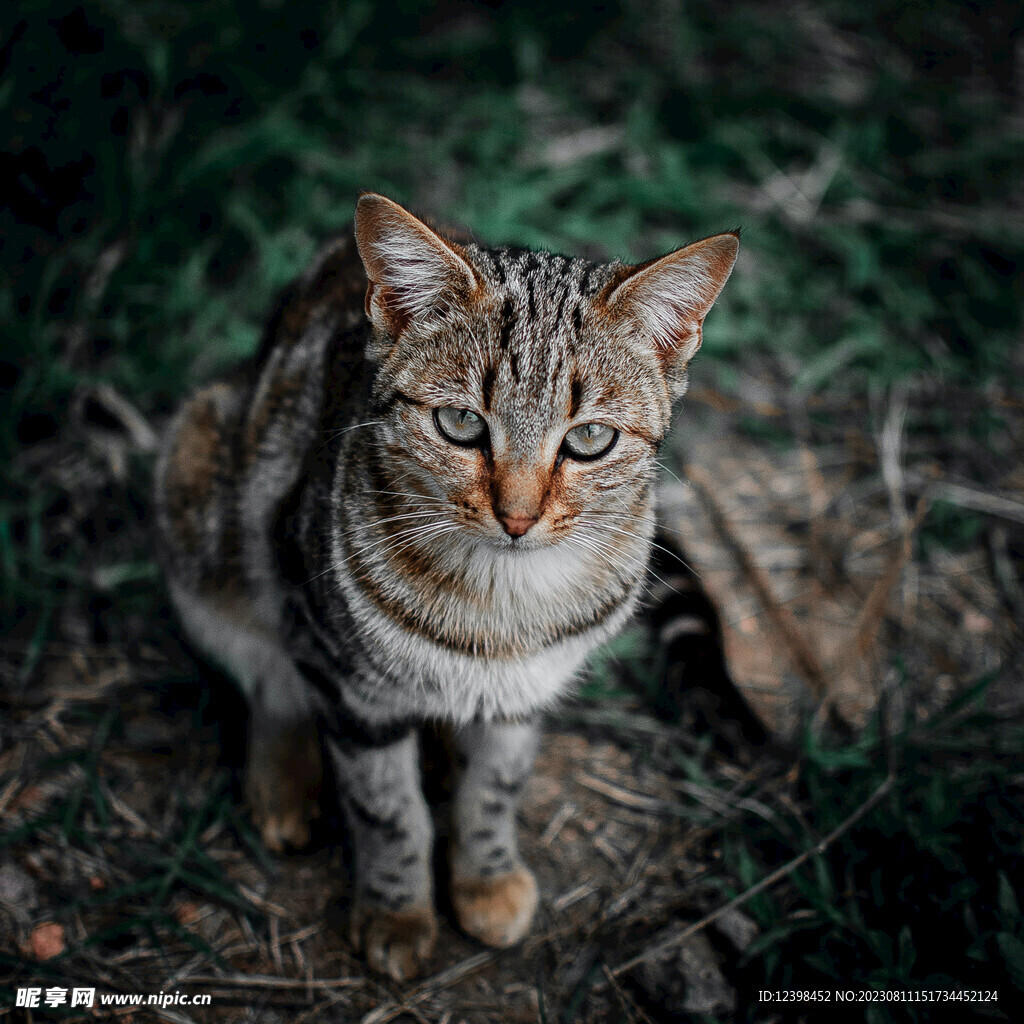 猫咪