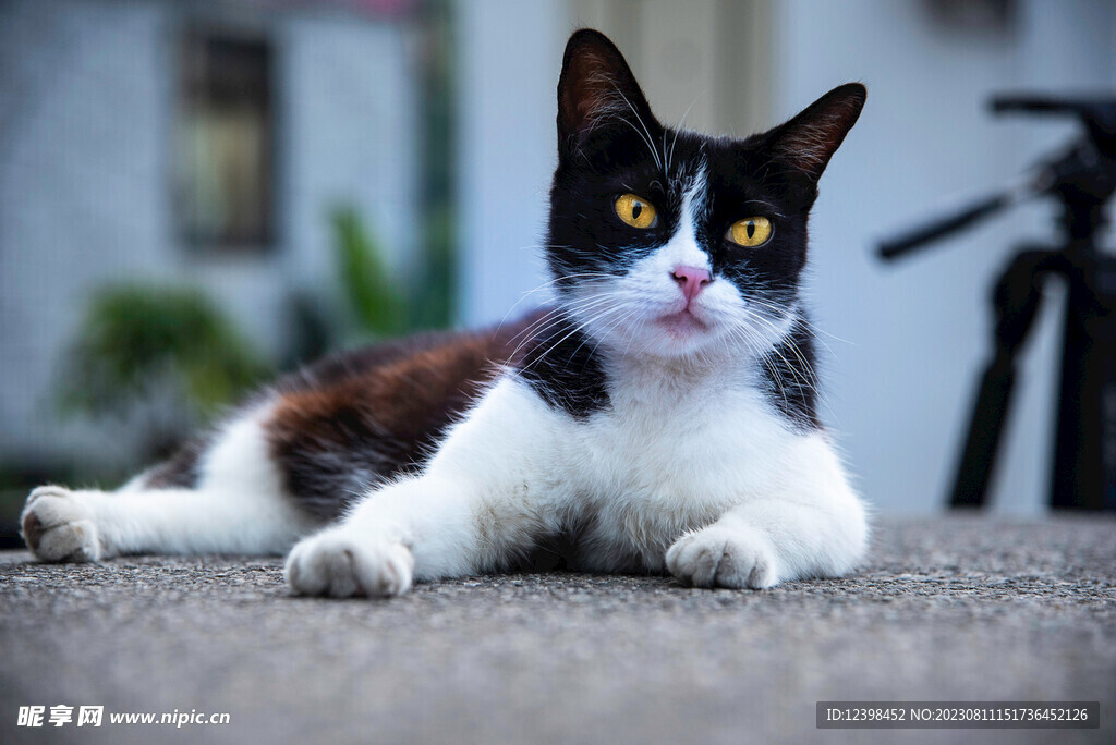 小猫