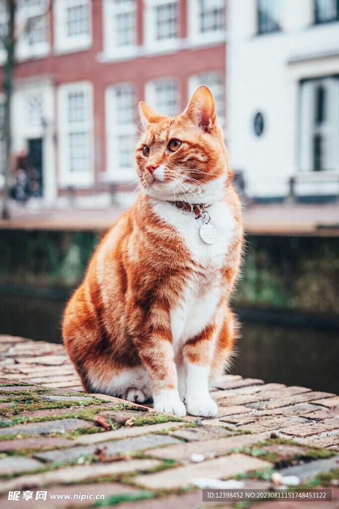小猫