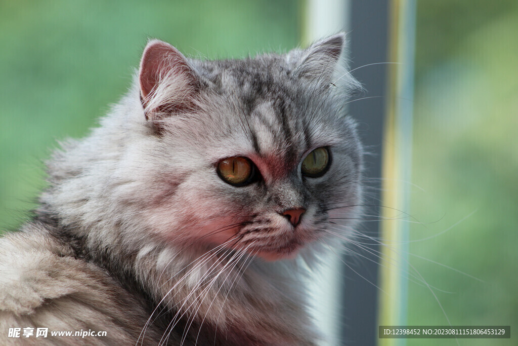 猫咪
