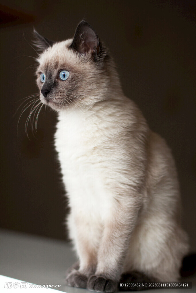 猫咪