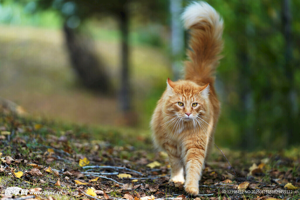 猫咪