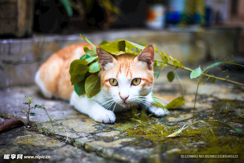 猫咪