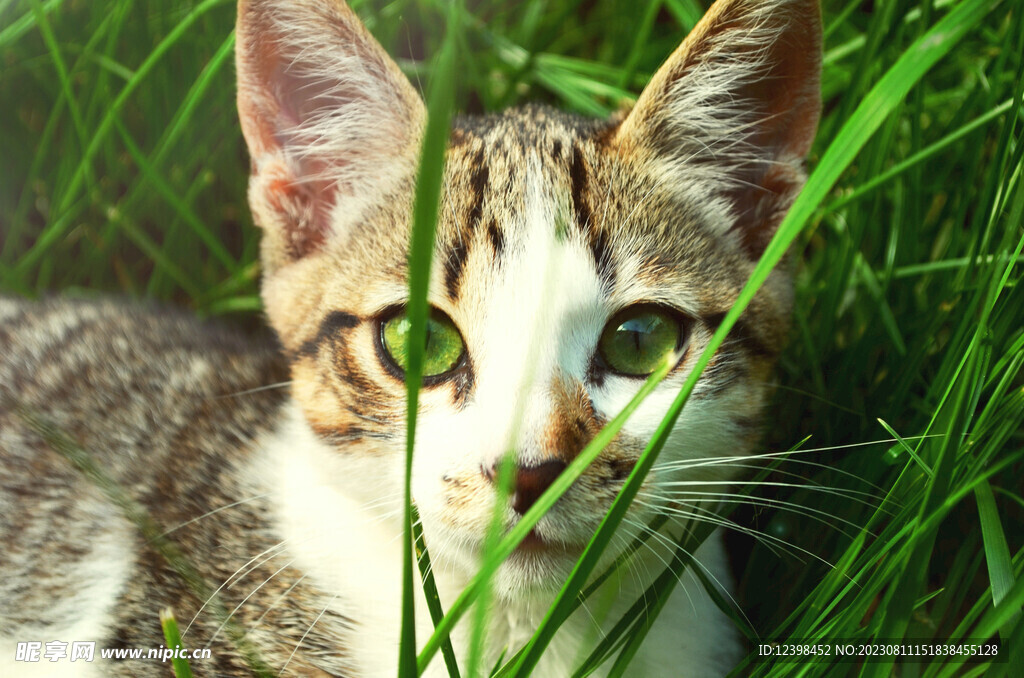 小猫