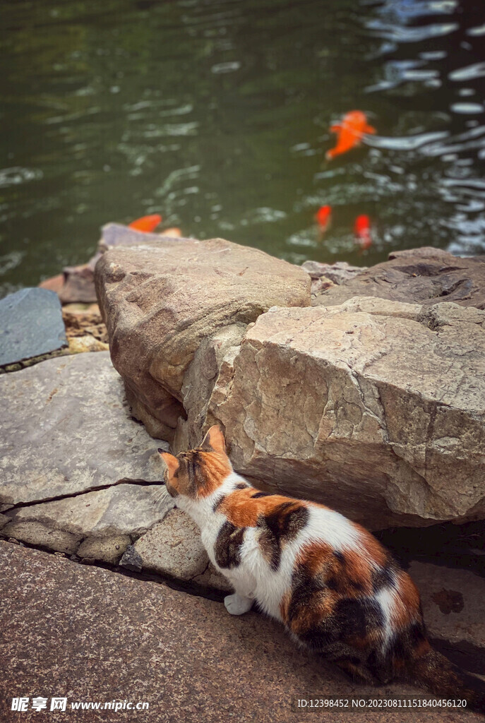 小猫