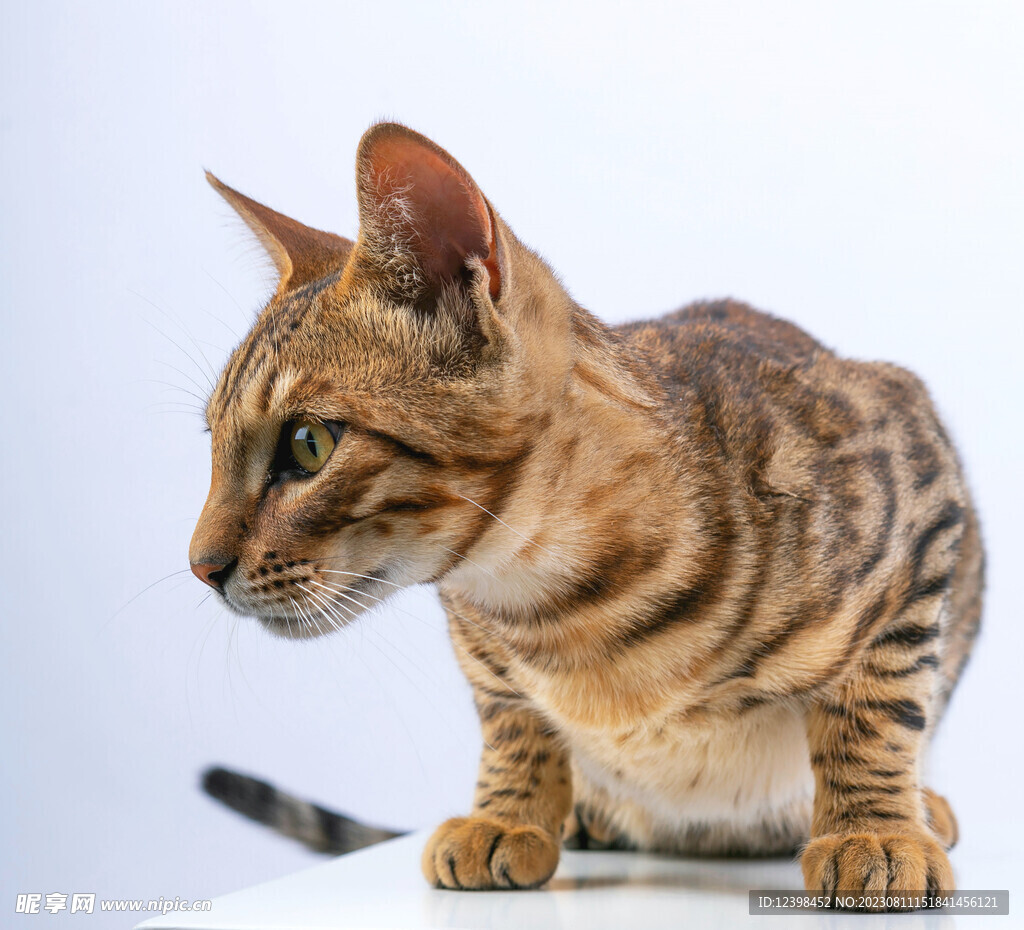 小猫