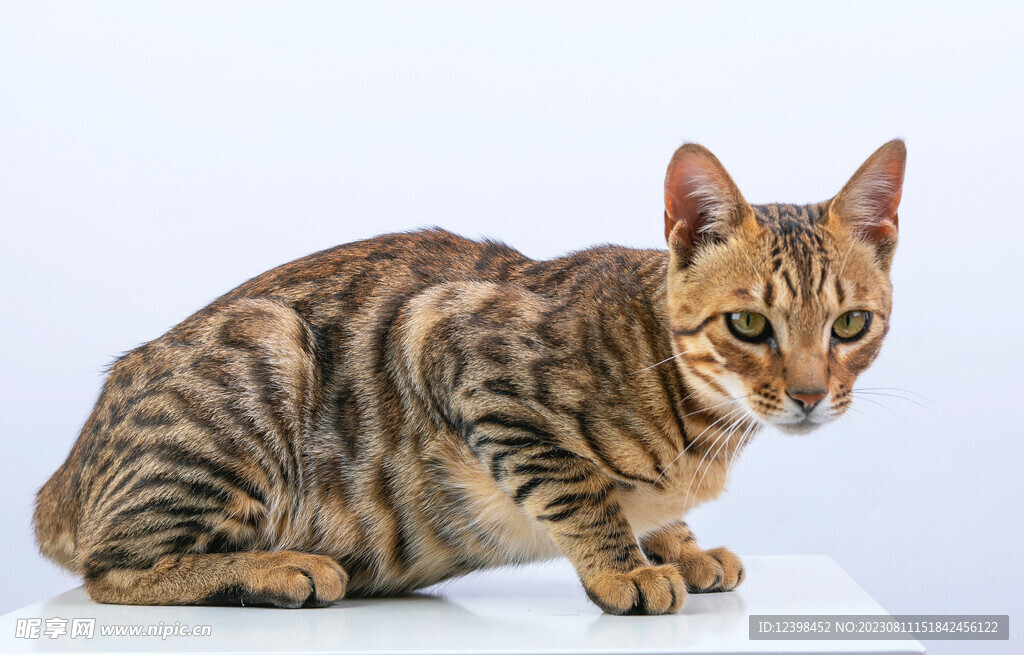 小猫