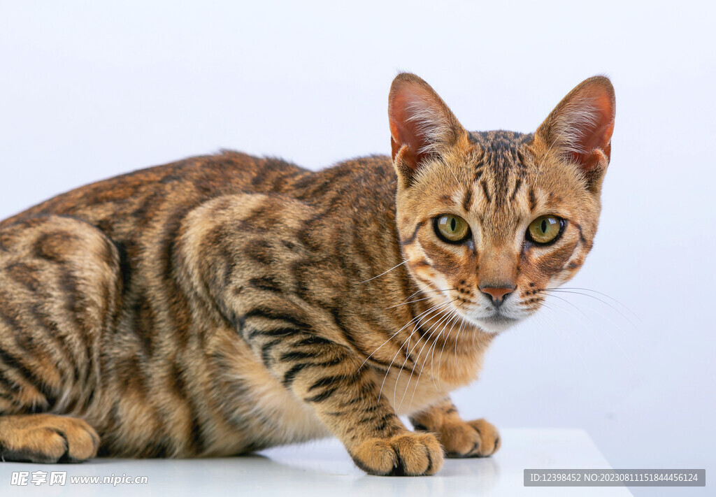 猫咪