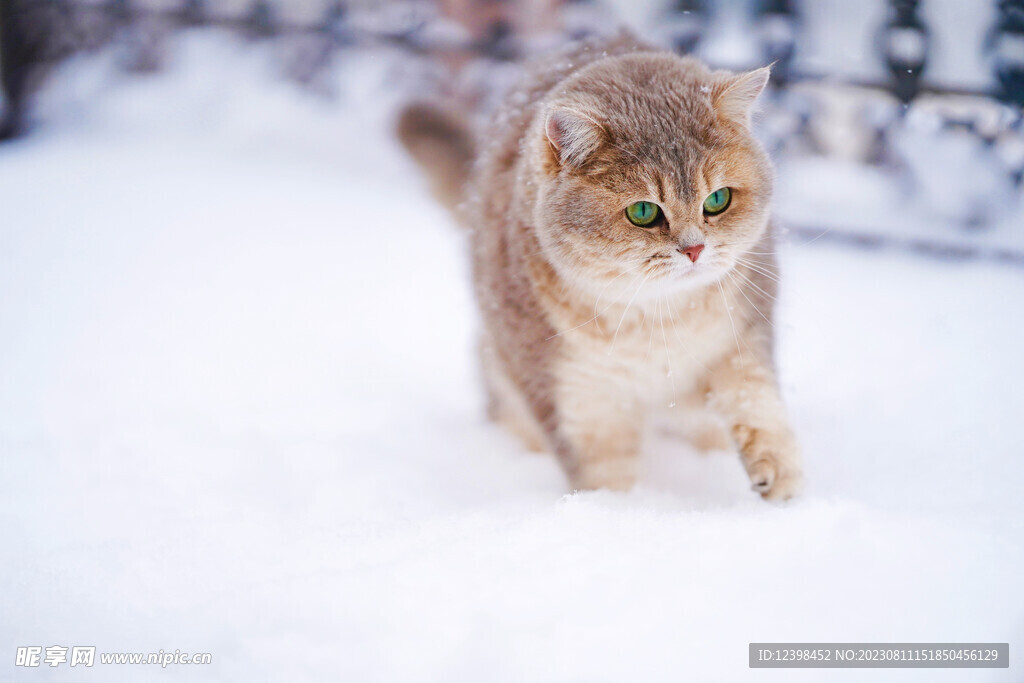 猫咪