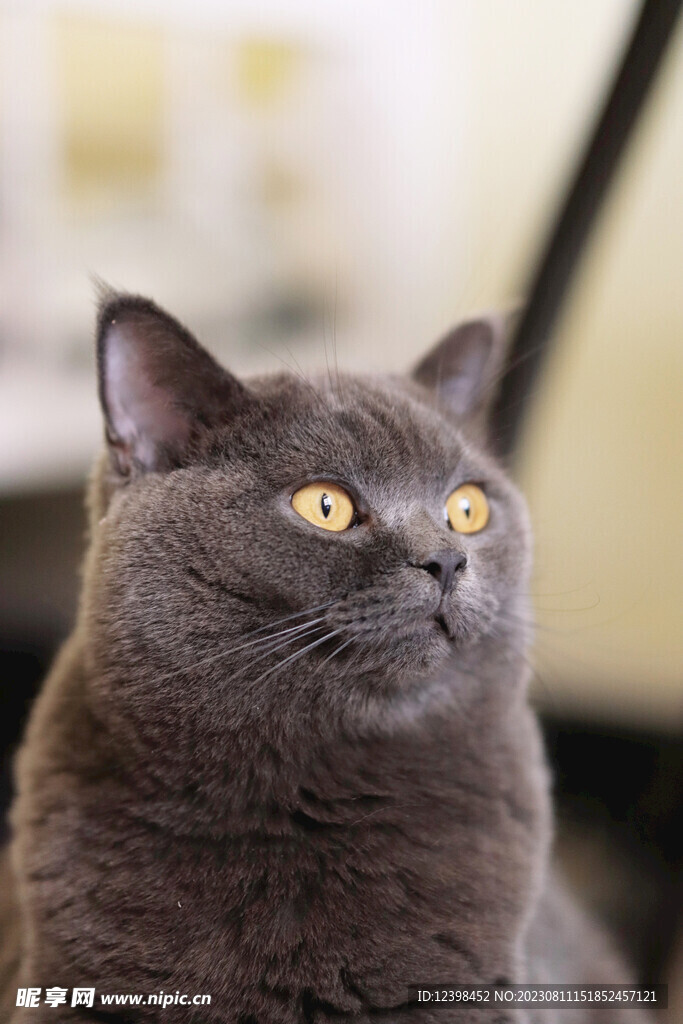 猫咪