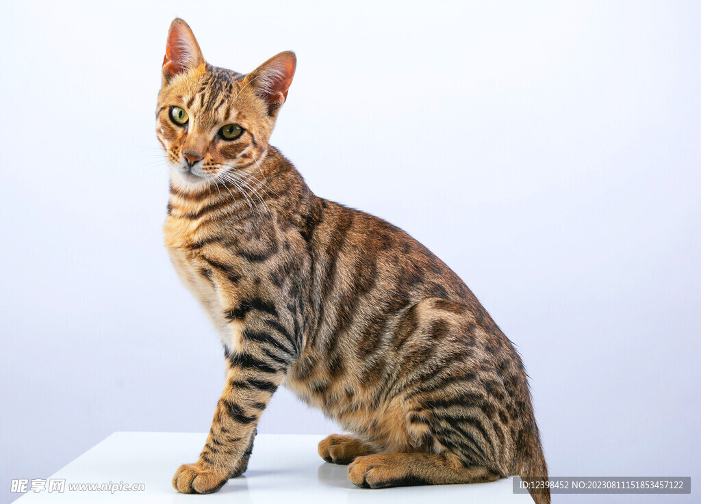 猫咪