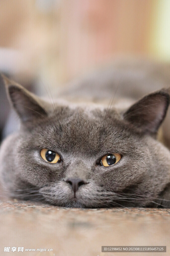 猫咪