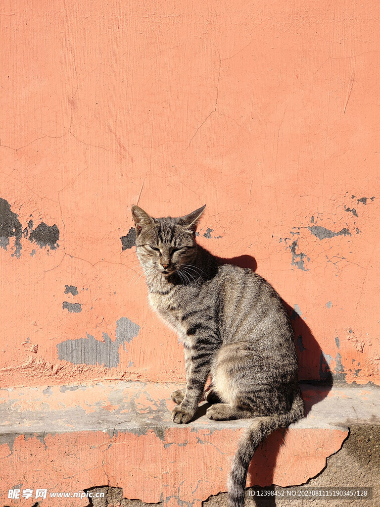 猫咪