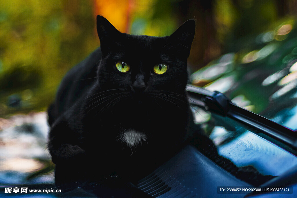 猫咪