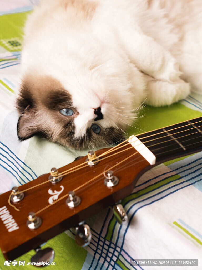 猫咪