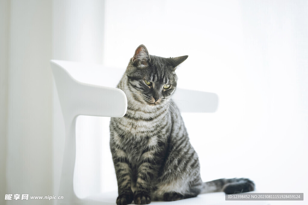 猫咪