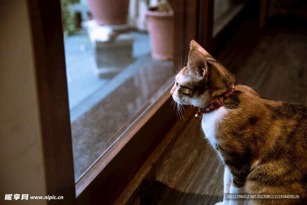 猫咪