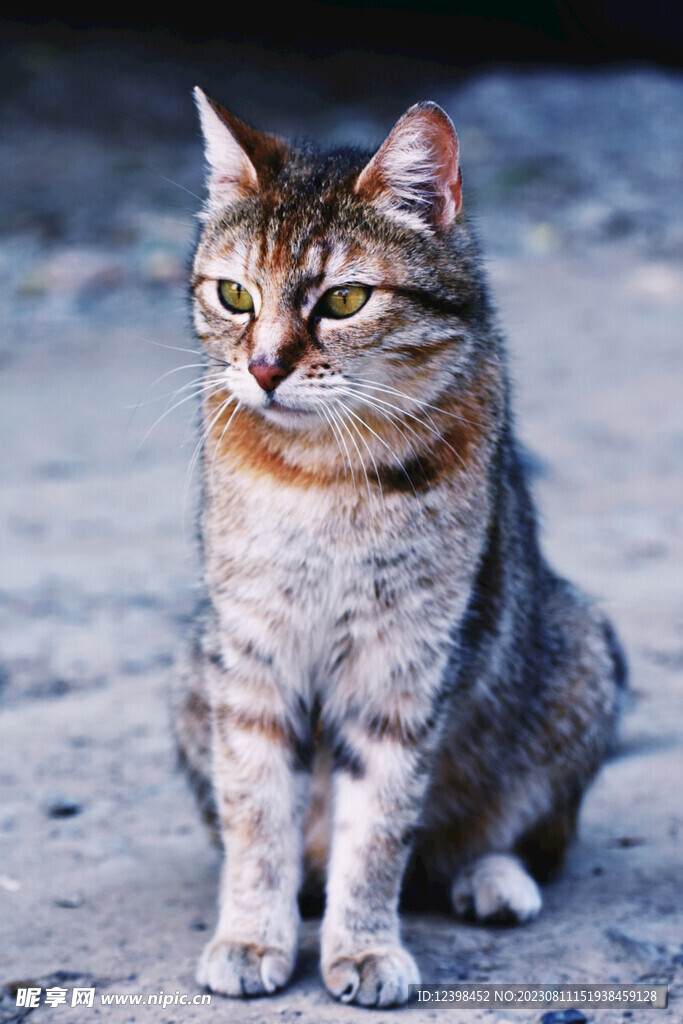猫咪