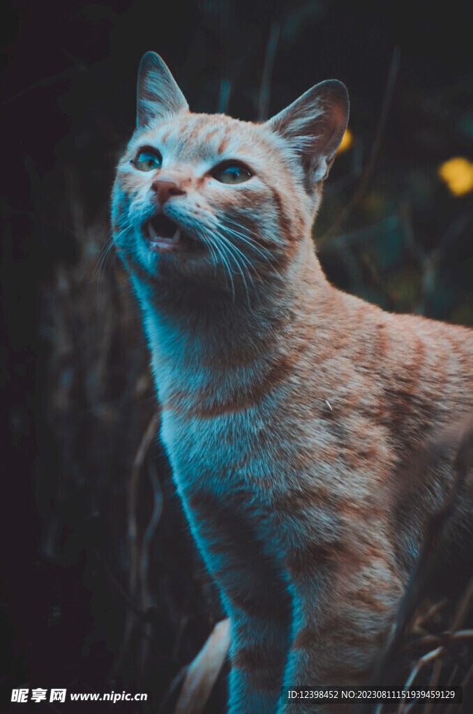 小猫