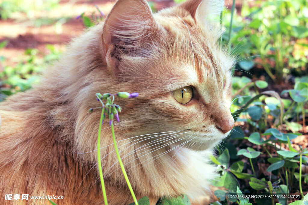 小猫