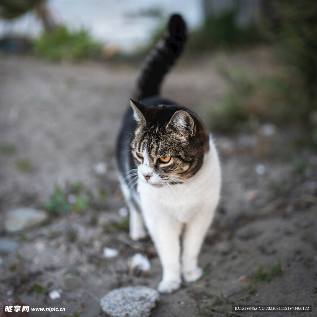 小猫