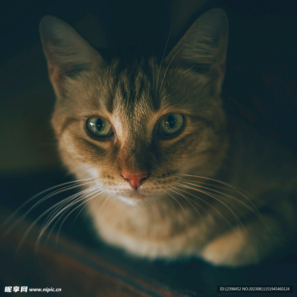 小猫