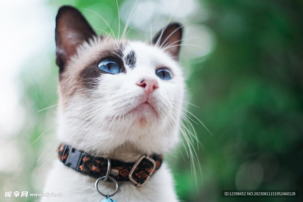 小猫