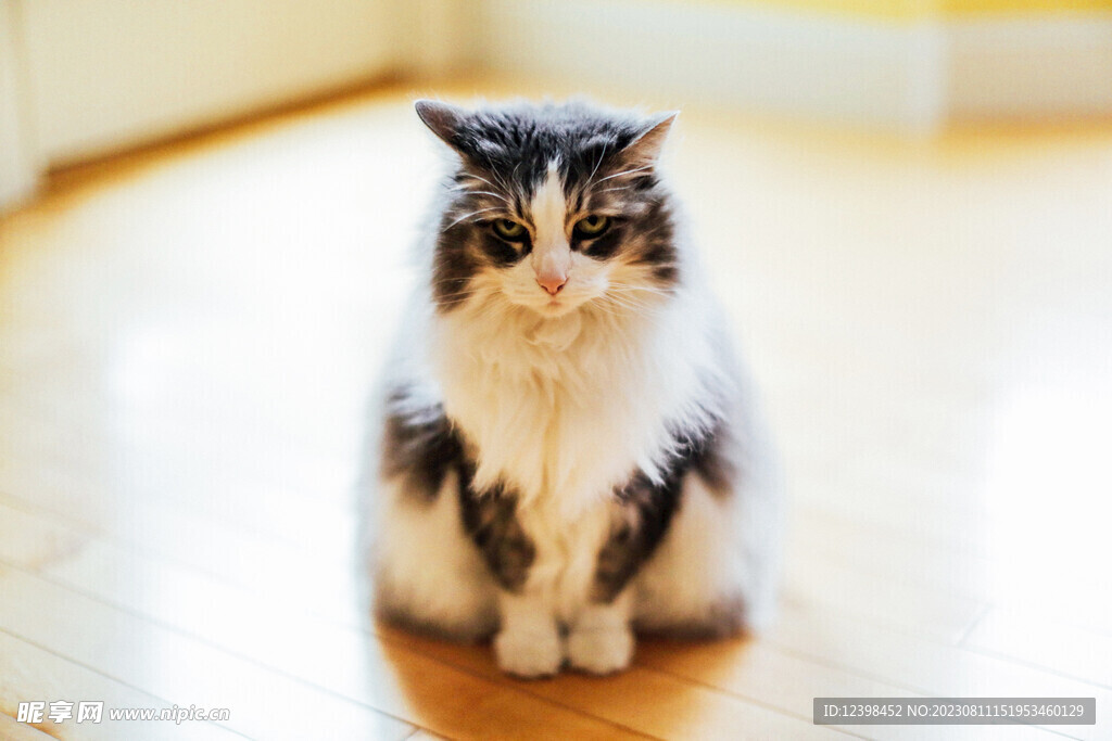 小猫