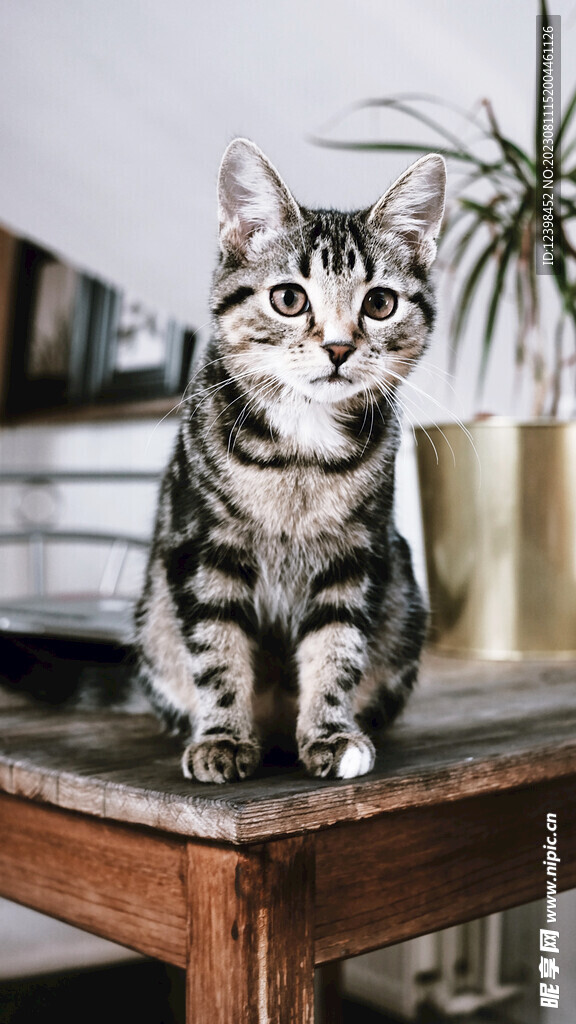 小猫