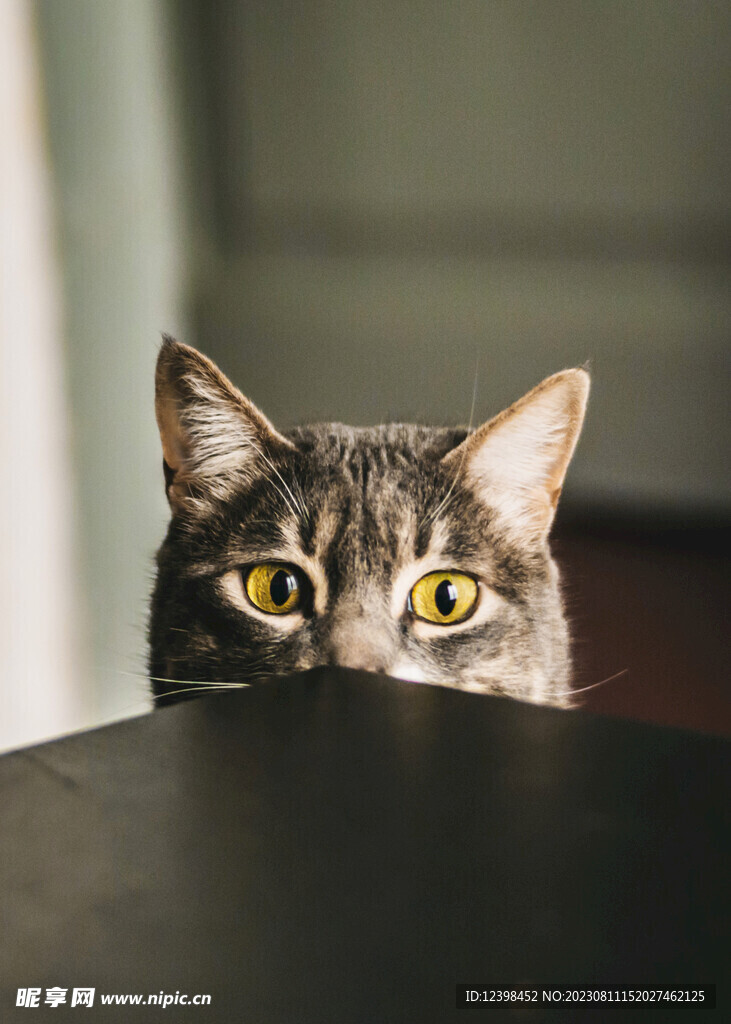 小猫