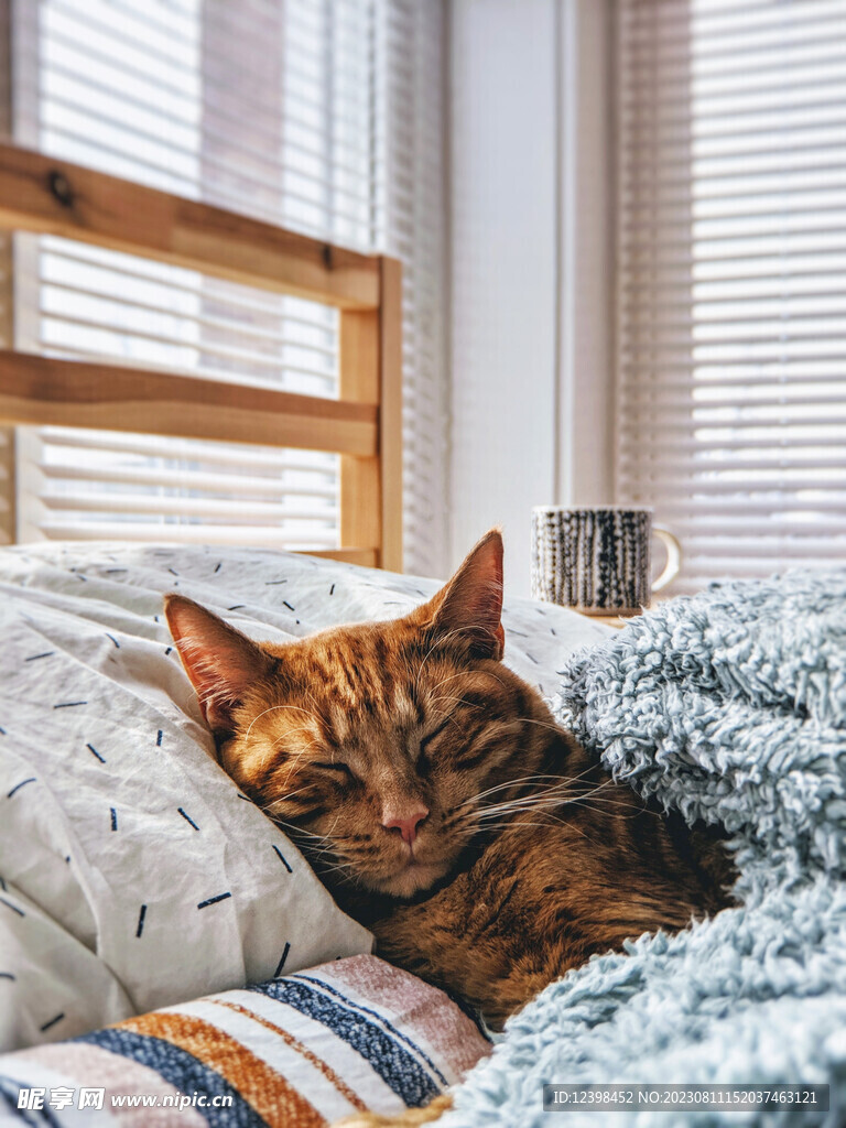 小猫