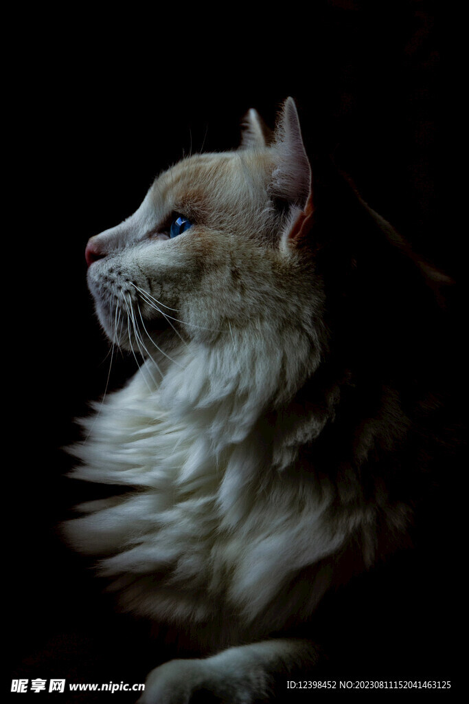 小猫