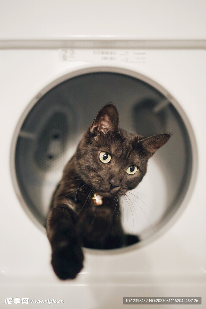 小猫